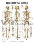 The Skeletal System Anatomical Chart